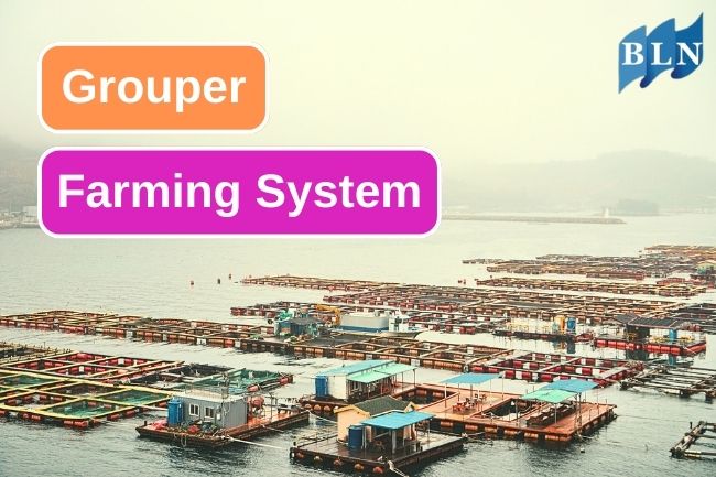 2 Grouper Farming Systems For Sustainable Fishery